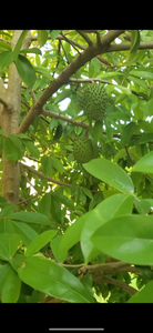 Soursop leaves